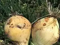 Лук оптом со склада фермерского хозяйства