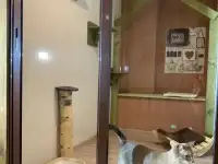 Зоогостиница для кошек Cat Town, фотография 8