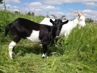 Срочно продам двух коз. Недорого., фотография 8