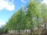 саженцы лиственницы сибирской для сада, дома и ограждения