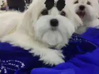 мальчик мальтезе, фотография 2