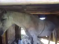 лошадь
