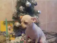 Щенки той терьера