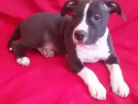 Щенки АСТ