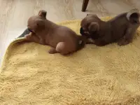 Щенки