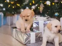 Золотистые Лабрадорчики