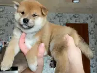 Сиба ину щеночки, фотография 3
