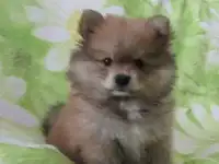 Шпиц мальчики