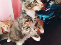 Продаются котята породы Мейн-кун, фотография 3