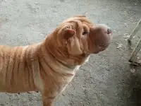 Продам щенков