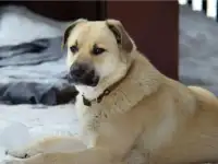 Собака в добрые руки, фотография 2
