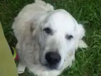 Найдена собака!