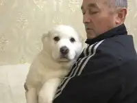 Щенки среднеазиатской овчарки, фотография 5