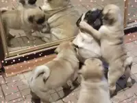 Мопса щенки, фотография 2