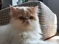 Котик-экзотик, фотография 2
