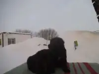 отдам двух щенков, девочки, в хорошие руки