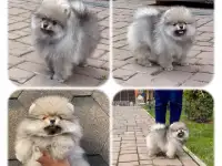 Померанский шпиц