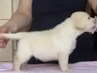 Щенки лабрадора с родословной