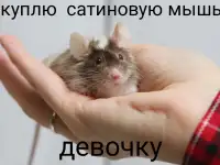 Куплю мышь сатиновую
