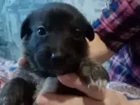 продам щенка, фотография 5