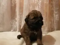 Щенки Хотошо, фотография 5