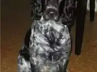 Отдам даром собаку