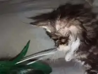 Рысята..гигантские домашние кошечки, фотография 8