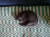 Продам котят