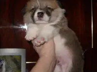 Вельш корги  Мальчики, фотография 3