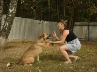 Дружелюбный пес-компаньон Рэм ищет дом!, фотография 4