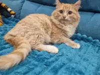 Котята - лучший подарок на новый год!!