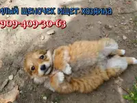 Щенки маленькой собачки 1,5 - 2 месяца