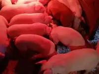 Продам поросят
