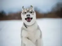 Щенок Хаски, фотография 4