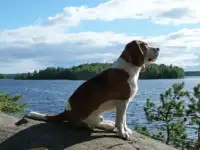 Вязка