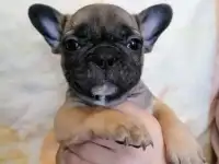 Щенки французского бульдога, фотография 4