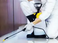 Дезинсекция насекомых тараканы, клопы, крысы, мыши., фотография 2
