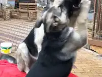ВЕО Восточноевропейской овчарки