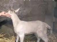альпийские козлята