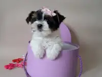 Девочка Бивер