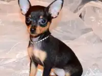 Щенок Той Терьер
