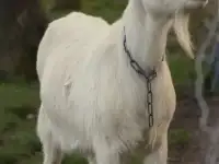 Козы