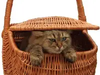 Подарочные корзины