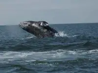 Морское путешествие на Курильские острова, фотография 2