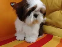 продаются щенки, фотография 4