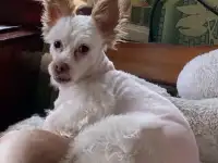 ПРОПАЛА СОБАКА