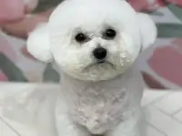 Стрижка собак и кошек, фотография 4