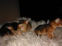 Продаю Абиссинских котят, фотография 6