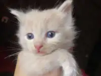 Котята мейн-кун, фотография 5
