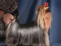 щеночек йорка, фотография 6